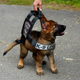 Illustration for article titled Heres The Cutest Police Dog Wearing The Tiniest Bulletproof Vest